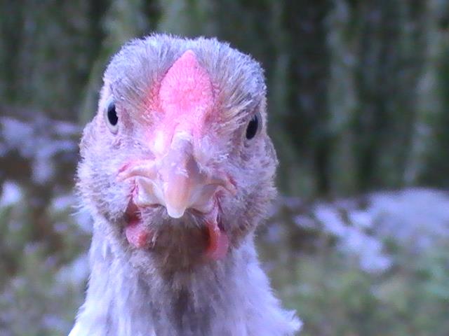 blog Maman Poule nature nourricière poulet poulette coq sarah rose wyandotte hybride