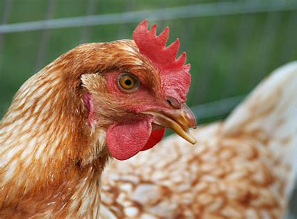 Poule blessure plumes picage lunette poulet blog mamanpoule sarah rose bec coupé 