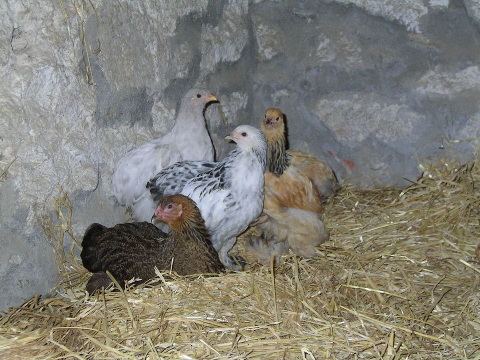 blog Maman Poule nature nourricière poulet poulette coq sarah rose wyandotte hybride