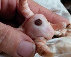 Poule poulet blog mamanpoule sarah rose infection patte pied bumblefoot