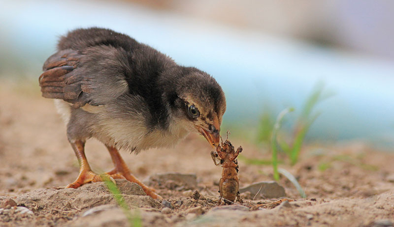 alimentation poules santé mamanpoule maman poule blog sarah rose poussin vers mouches grenouille