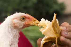 alimentation poules santé mamanpoule maman poule blog sarah rose