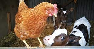 alimentation poules santé mamanpoule maman poule blog sarah rose vache