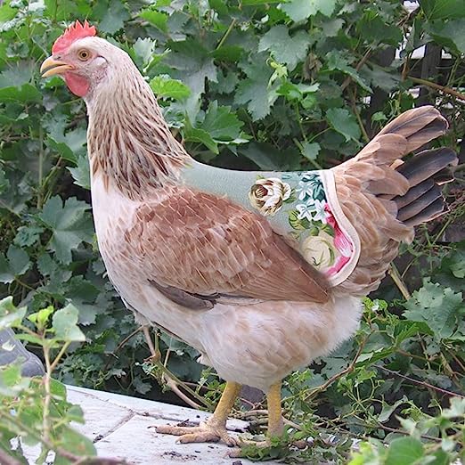 Poule blessure coq cocher poulet blog mamanpoule sarah rose selle poule protection 