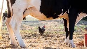 alimentation poules santé mamanpoule maman poule blog sarah rose vache poulette