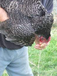 Jabot impacté bloqué poulet blog mamanpoule sarah rose