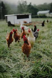 bucket water blog seau eau matin sarah rose poule poulet wyandotte coq poulette mamanpoule alimention nourriture granulés friandises