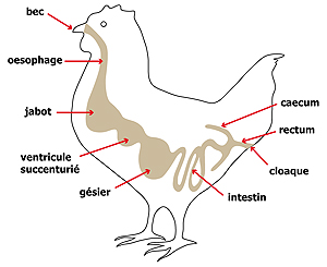 Jabot impacté bloqué poulet blog mamanpoule sarah rose