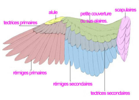 Couper une aile poulet blog mamanpoule sarah rose