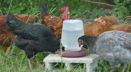 mamanpoule.blog sarah rose metal chicken drinker ACV hen pullet chick guide fresh water dirty
