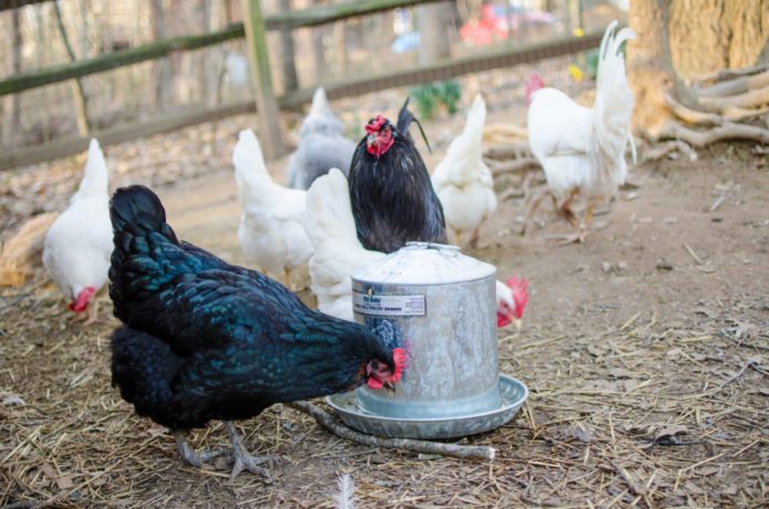 mamanpoule.blog sarah rose metal chicken drinker ACV hen pullet chick guide fresh water dirty