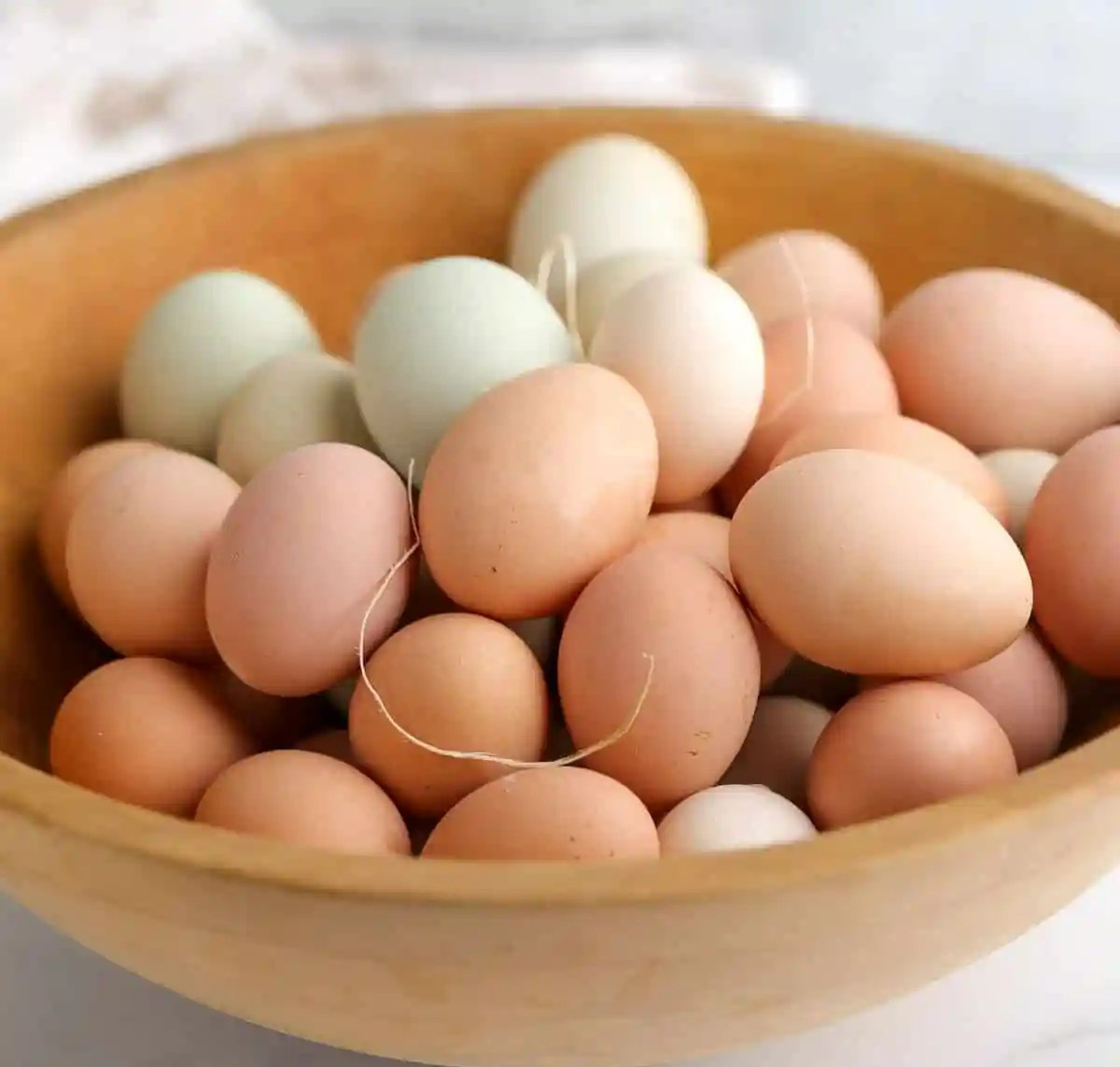 oeufs eggs mamanpoule blog sarah rose wyandotte bucket water blog seau eau matin sarah rose poule poulet wyandotte coq poulette mamanpoule