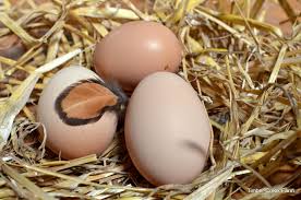 maman poule blog sarah rose poule qui mange ses oeufs wyandotte