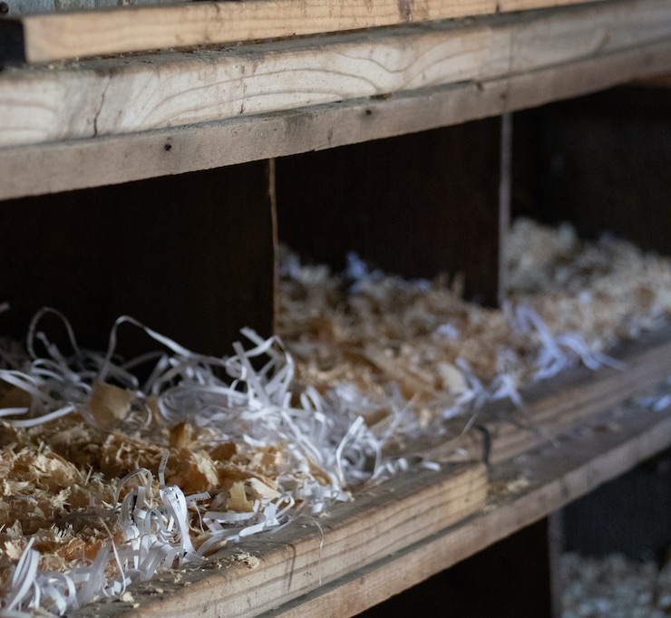 Ponte interne oeuf bloqué poulet blog mamanpoule sarah rose