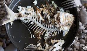 alimentation poules santé mamanpoule maman poule blog sarah rose poisson