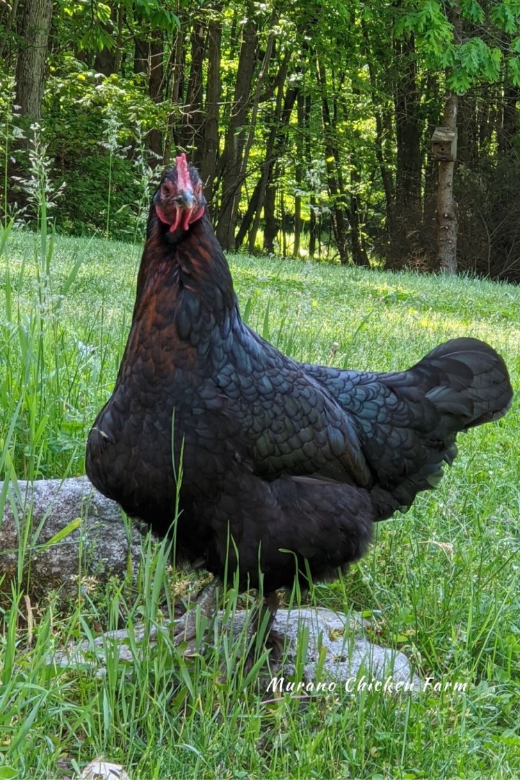 Les problèmes du&nbsp;jabot