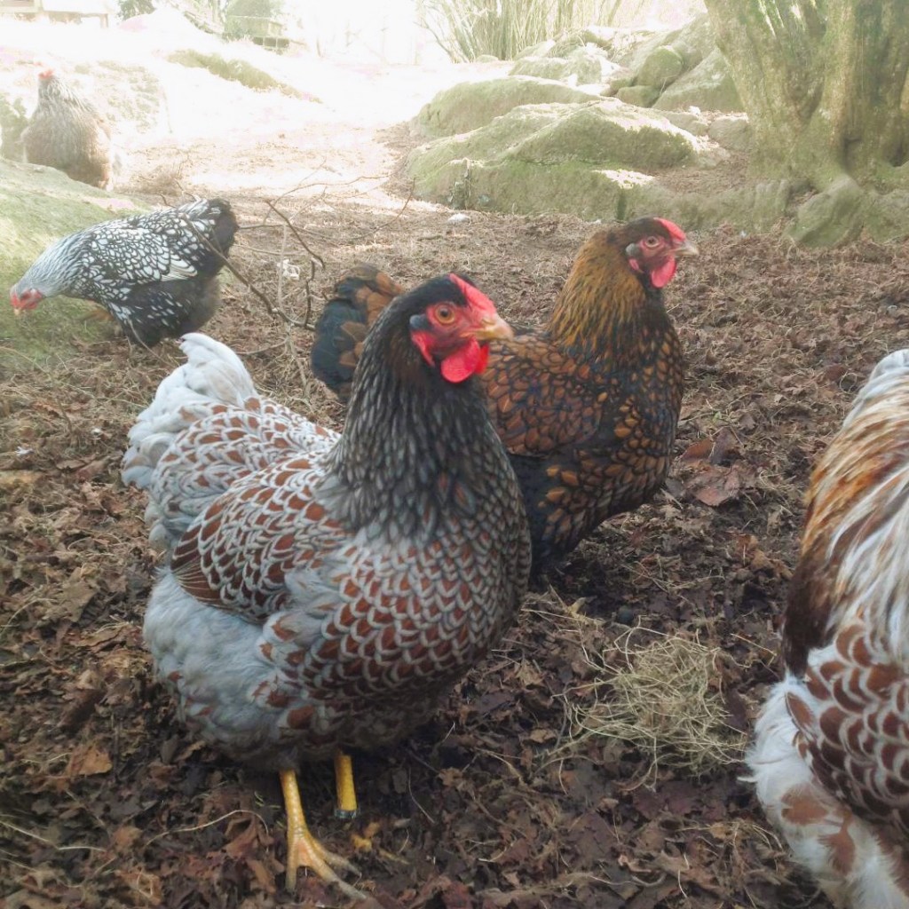 blog Maman Poule nature nourricière poulet poulette coq sarah rose wyandotte hybride