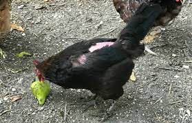 Poule blessure coq cocher poulet blog mamanpoule sarah rose