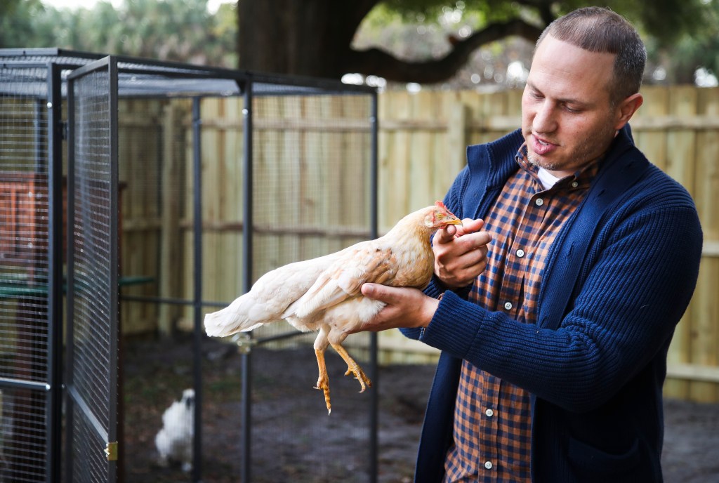 Poule poulet blog mamanpoule sarah rose une main manipulation tenir