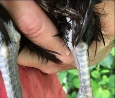 Poule poulet blog mamanpoule sarah rose une main manipulation tenir pour soin