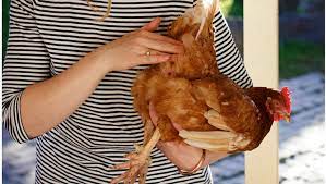 Poule poulet blog mamanpoule sarah rose une main manipulation tenir