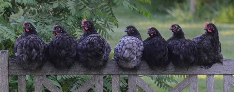 Péritonite de l&rsquo;œuf (ponte&nbsp;interne)