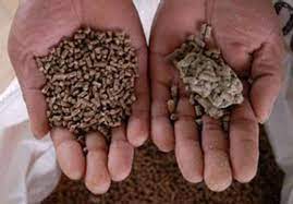 Jabot impacté bloqué poulet blog mamanpoule sarah rose