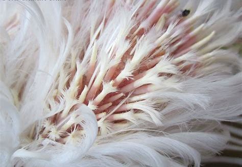 Poule blessure plumes picage lunette poulet blog mamanpoule sarah rose