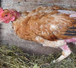 Poule blessure plumes picage lunette poulet blog mamanpoule sarah rose