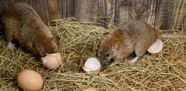 rats oeufs poule blog sarah rose wyandotte mamanpoule