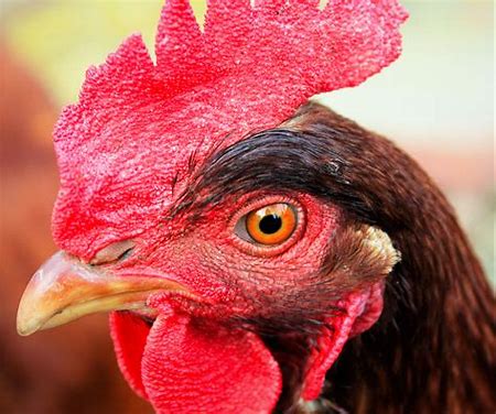 Poule poulet blog mamanpoule sarah rose malade position debout assise saine 