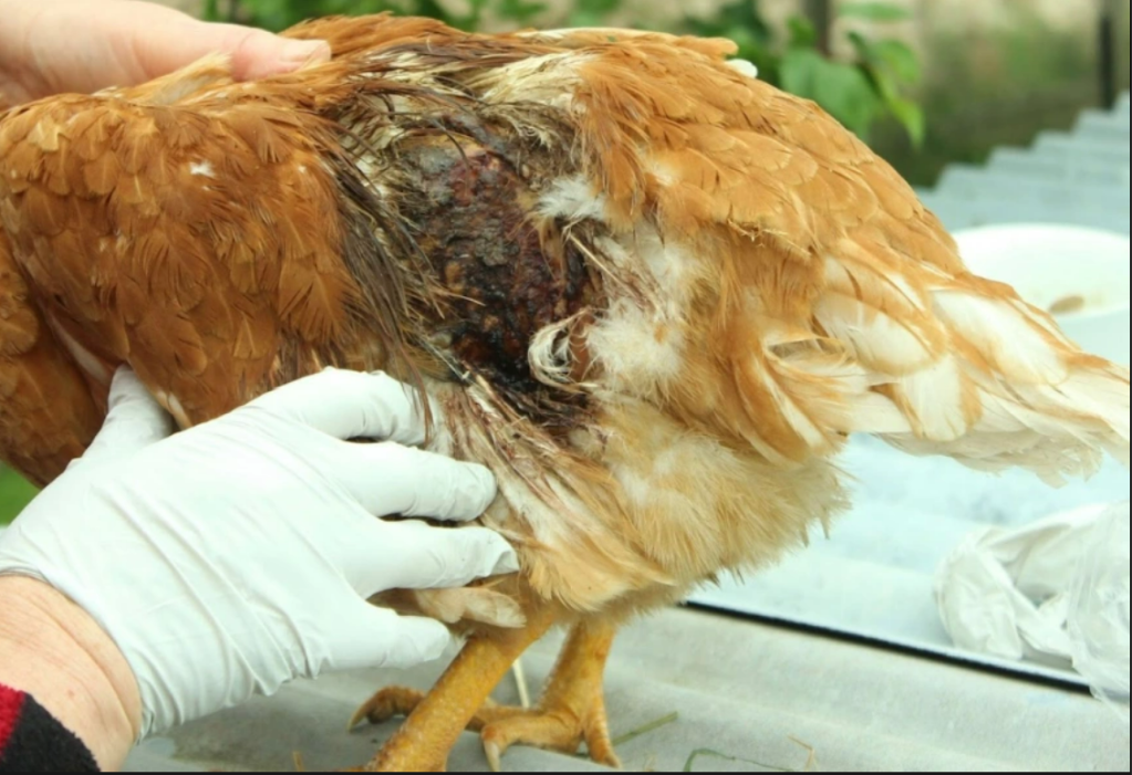 Poule blessure coq cocher poulet blog mamanpoule sarah rose