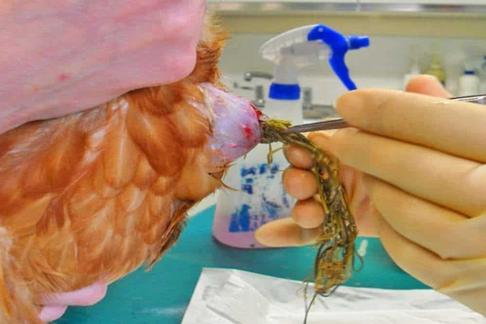 Jabot impacté bloqué poulet blog mamanpoule sarah rose