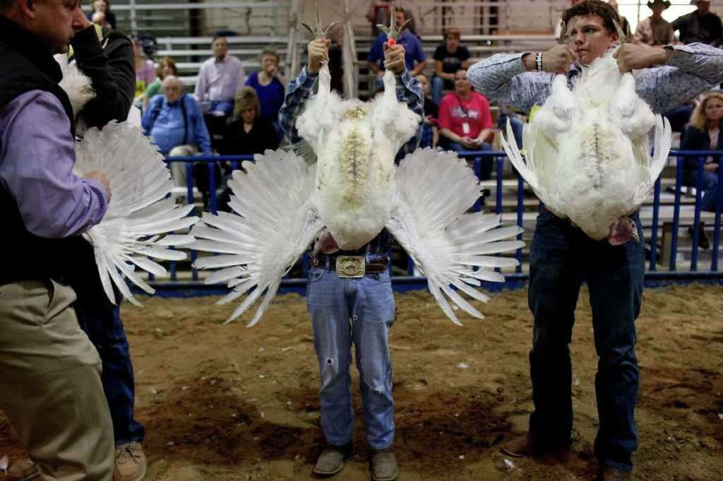 Poule poulet blog mamanpoule sarah rose une main manipulation tenir