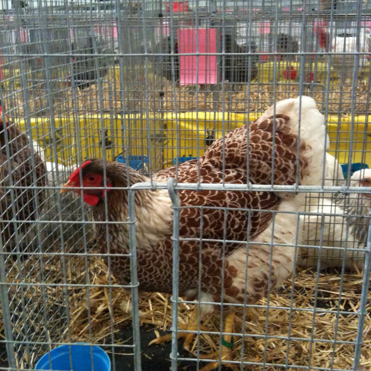 blog Maman Poule nature nourricière poulet poulette coq sarah rose wyandotte hybride