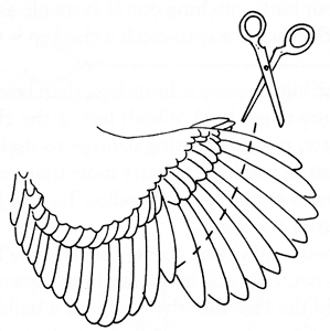 Couper aile une seule poulet blog mamanpoule sarah rose