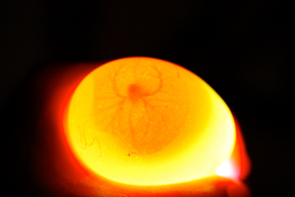 un oeuf fécondé, les veines sont visible au bout de quelques jours d'incubation blog mamanpoule