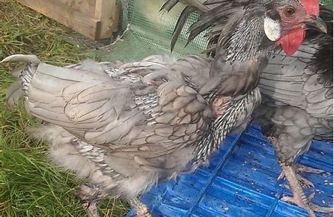 blog mamanpoule par sarah rose, wyandotte championnat