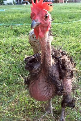 blog mamanpoule par sarah rose, wyandotte championnat