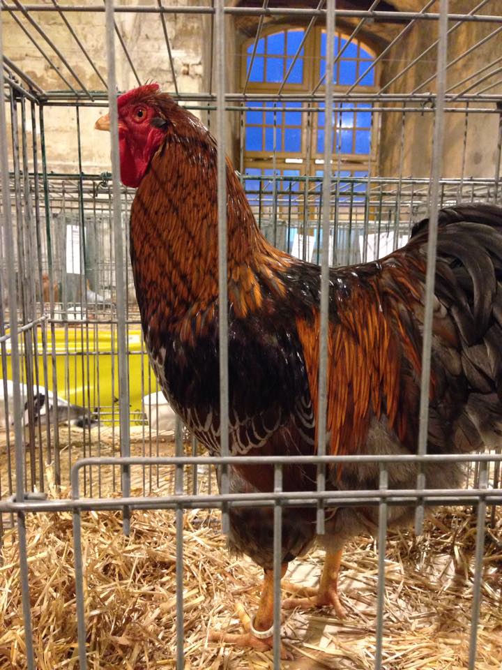 maman poule blog wyandotte sarah rose