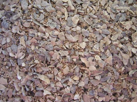 maman poule blog wyandotte sarah rose poulet coq poulette élevage huitre coquille plume lézards amazon