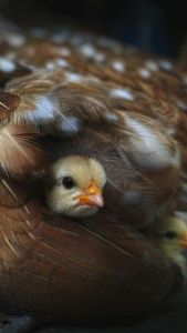 mamanpoule.blog sarah rose wyandotte poule couve couvade coq poule poulette poussin poulet race naine grande petite mirer plumes crottes pekin brahma araucana cayuga