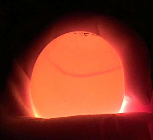 mamanpoule.blog sarah rose wyandotte poule couve couvade coq poule poulette poussin poulet race naine grande petite mirer plumes crottes