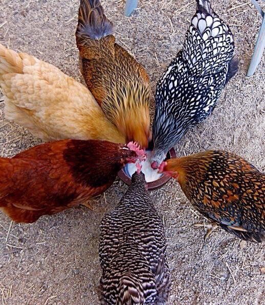 maman poule blog race naine ou grande race sarah rose