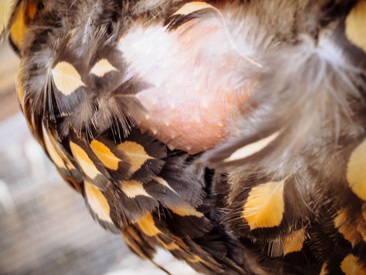 mamanpoule.blog sarah rose wyandotte poule couve couvade coq poule poulette poussin poulet race naine grande petite mirer plumes crottes