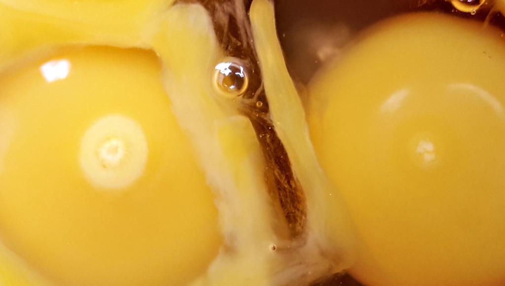 mamanpoule.blog sarah rose wyandotte poule couve couvade coq poule poulette poussin poulet race naine grande petite mirer plumes crottes