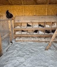 Biodri poules mamanpoule blog sarah rose wyandotte coq poulet poussin litière poux rouges