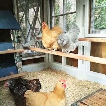 maman puule poux rouges