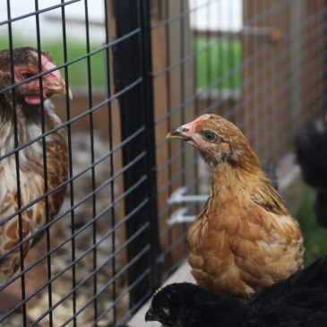 maman poule blog introduction nouvelles poules