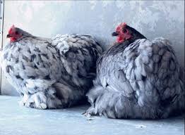 mamanpoule.blog sarah rose wyandotte poule couve couvade coq poule poulette poussin poulet race naine grande petite mirer plumes crottes